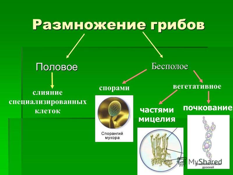 Глисты выходят из анального отверстия