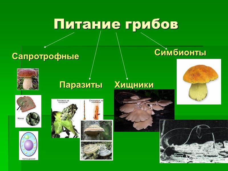 грибы паразиты человека википедия грибы паразиты человека википедия