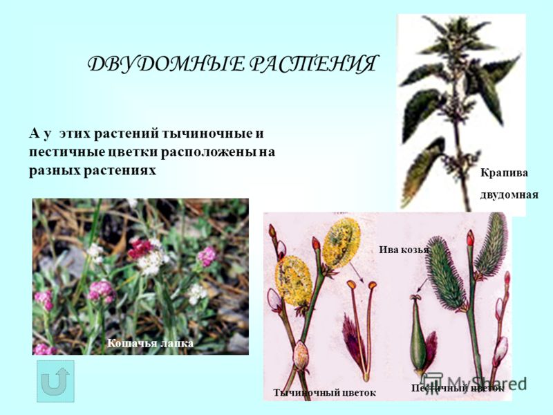Когда и как сажать флокс шиловидный Когда и как сажать флокс шиловидный