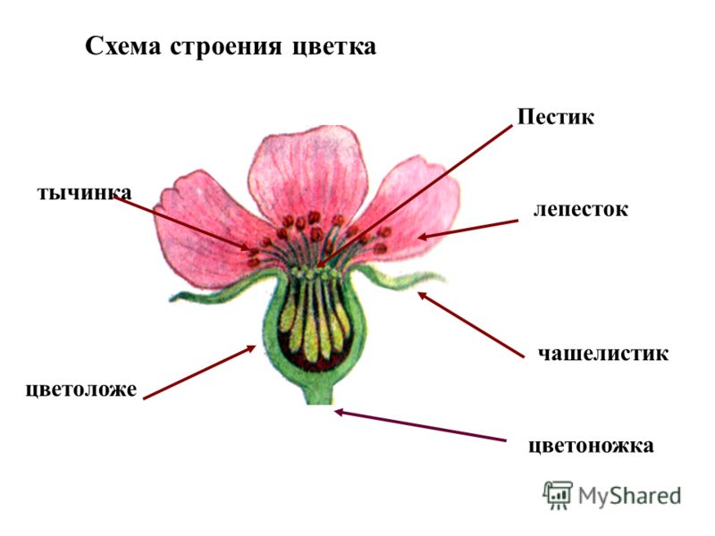 Цветок тюльпан и его строения Цветок тюльпан и его строения