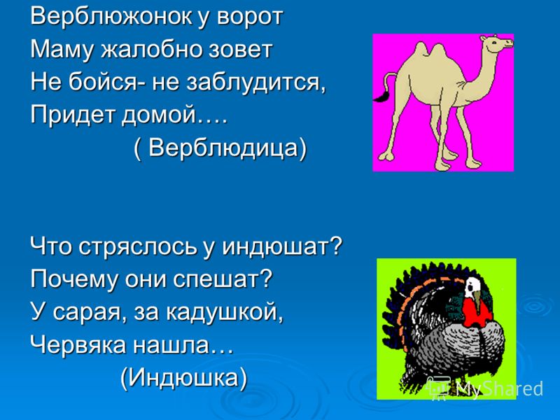 Верблюжонок у ворот Маму жалобно зовет Не бойся- не заблудится, Придет домой…. ( Верблюдица) ( Верблюдица) Что стряслось у индюшат? Почему они спешат?