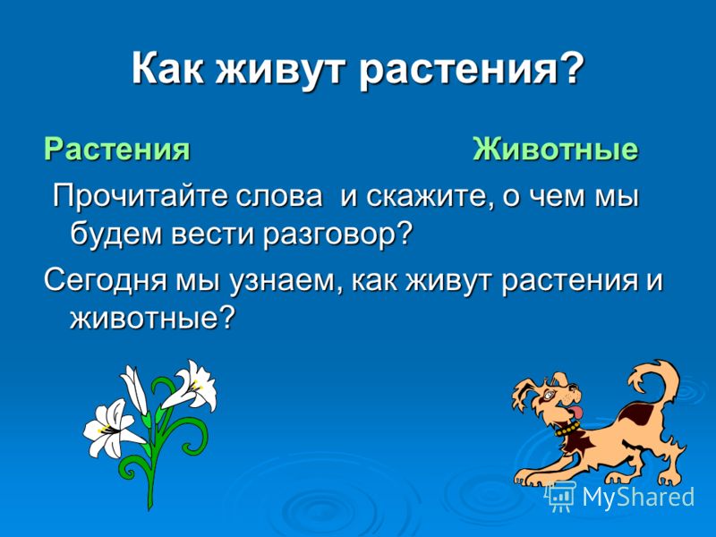 Как живут растения? Растения Животные Прочитайте слова и скажите, о чем мы будем вести разговор? Прочитайте слова и скажите, о чем мы будем вести разг