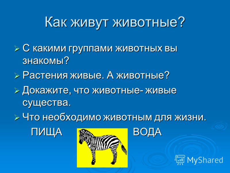 Как живут животные? С какими группами животных вы знакомы? Растения живые. А животные? Докажите, что животные- живые существа. Что необходимо животным