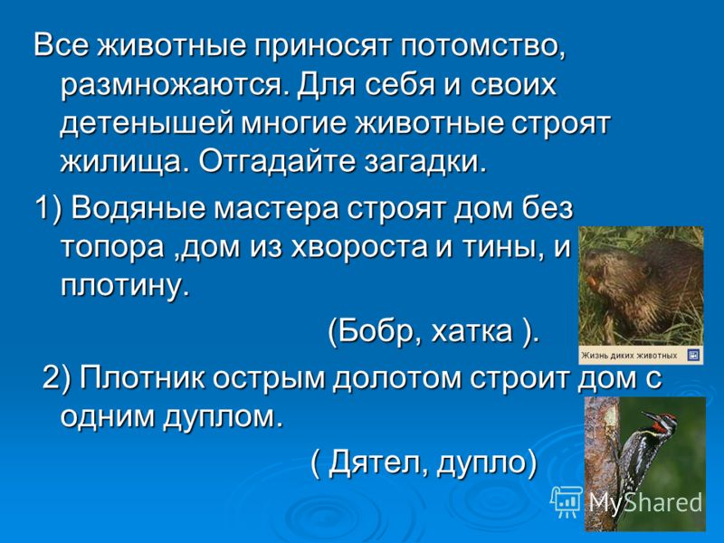 Все животные приносят потомство, размножаются. Для себя и своих детенышей многие животные строят жилища. Отгадайте загадки. 1) Водяные мастера строят 