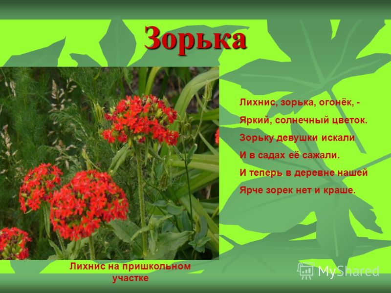 Почему не цветет спатифиллум, а только выпускает листья и как заставить Почему не цветет гиппеаструм дома - что делать, как заставить цвести, видео