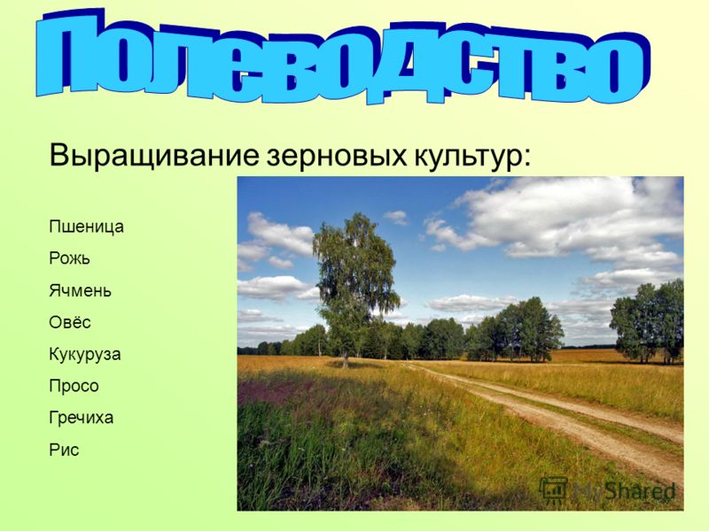 Инсектициды и акарициды. Список самых эффективных Инсектициды и акарициды. Список самых эффективных