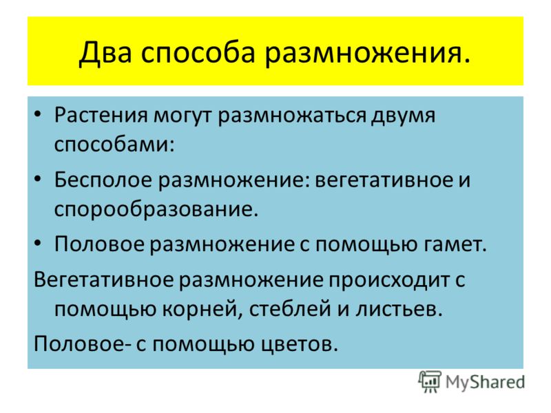 презентация размножения виды