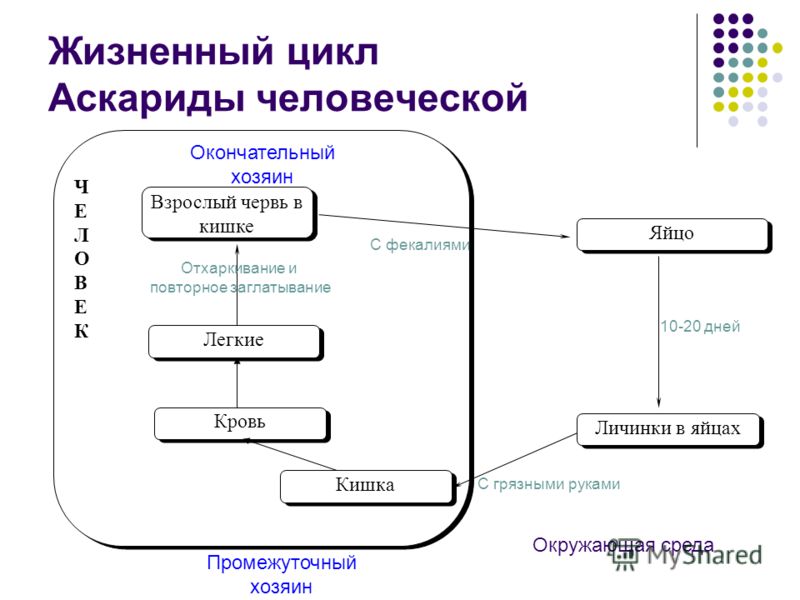 Анамнез больного с атопическим дерматитом