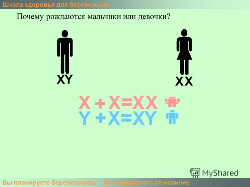 Беременность половые органы Беременность половые органы