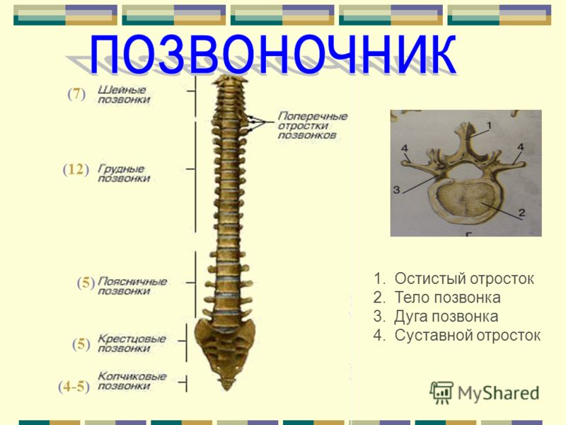 Что такое позвоночник скелет Что такое позвоночник скелет