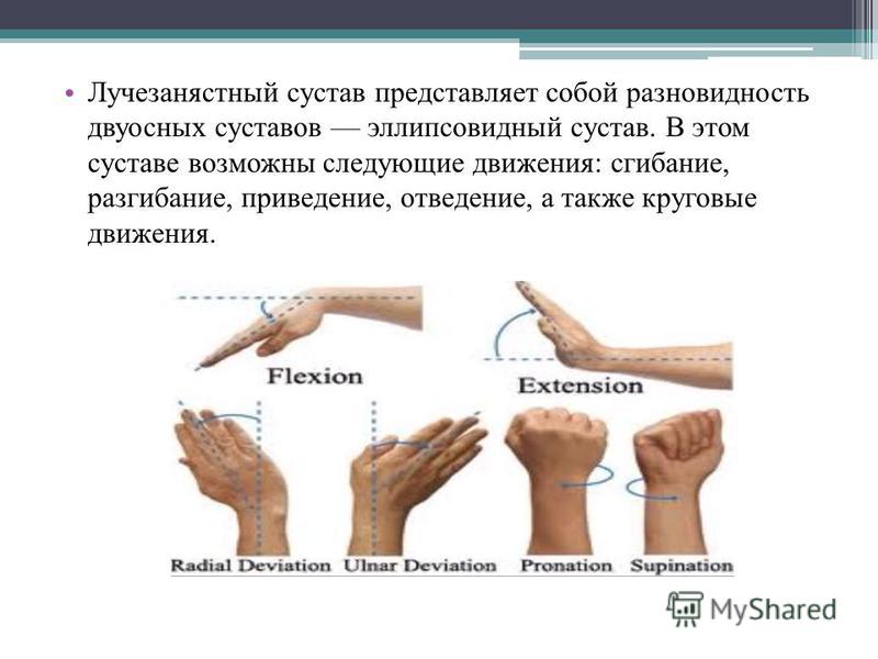 Лецитиновые зёрна в секрете простаты норма Лецитиновые зёрна в секрете простаты норма