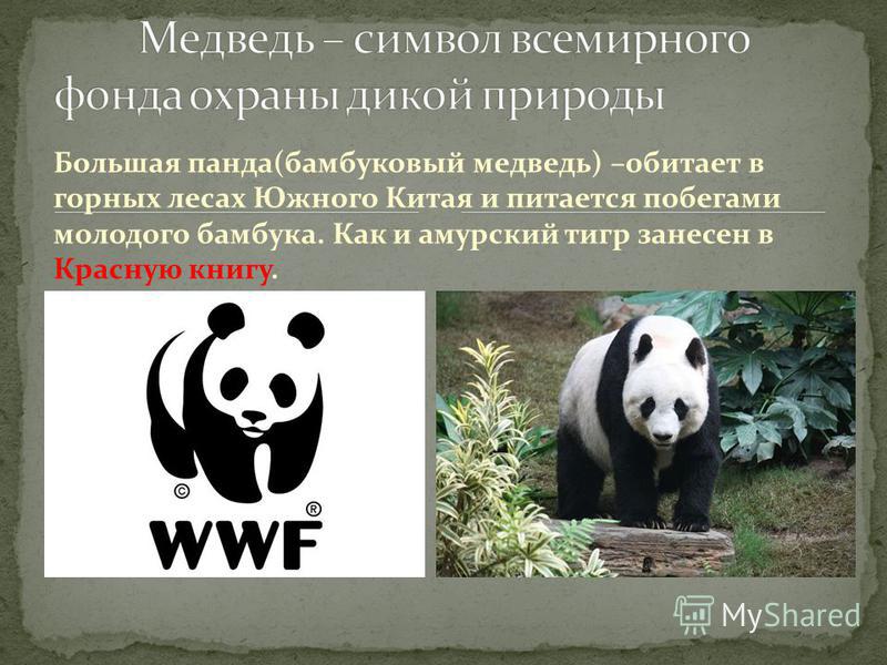 Большая панда(бамбуковый медведь) –обитает в горных лесах Южного Китая и питается побегами молодого бамбука. Как и амурский тигр занесен в Красную книгу.