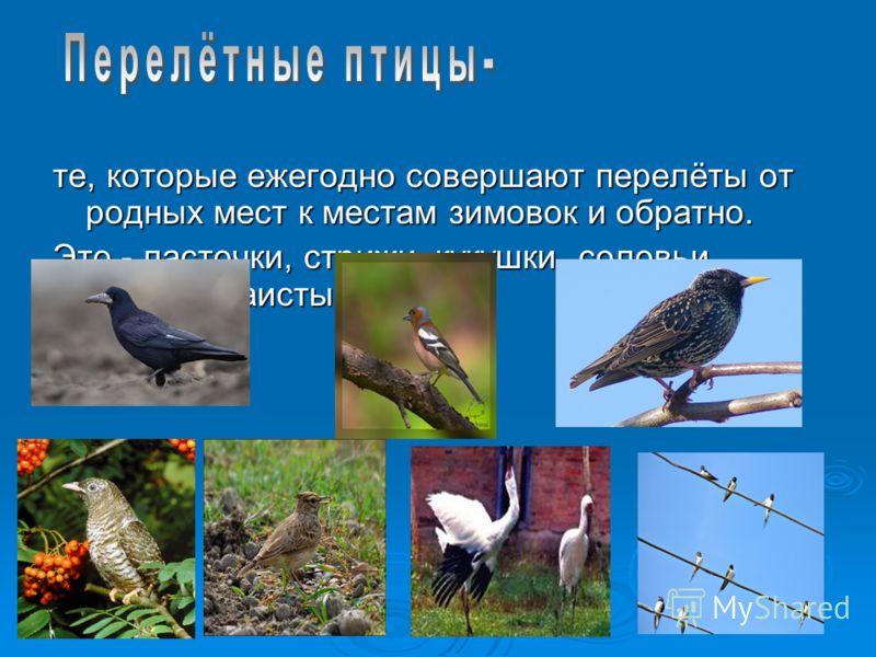 Скачать Сериал Грач через торрент