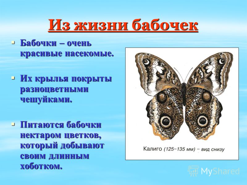 Презентация На Тему Жуки Презентация На Тему Жуки
