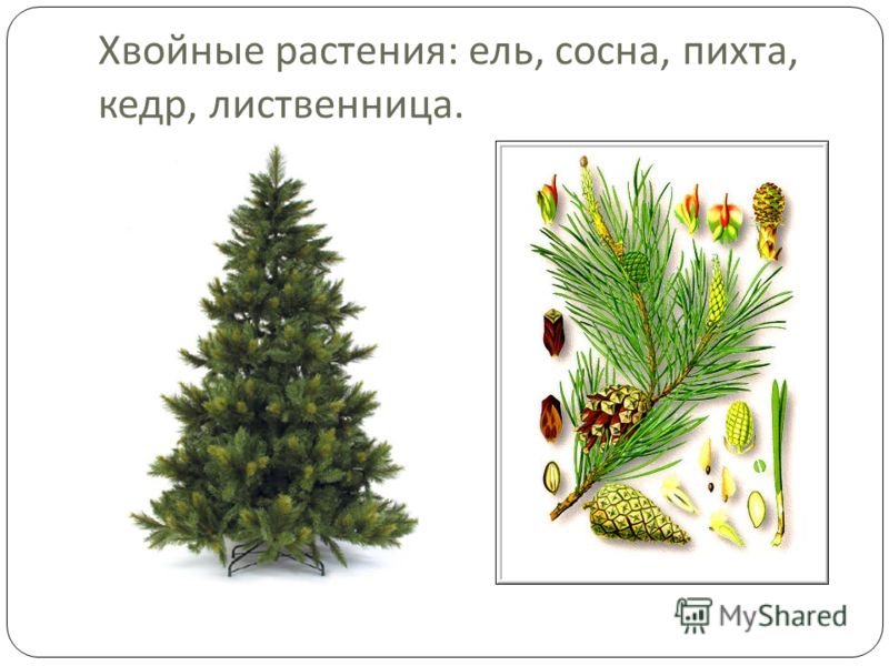 У цветковых есть семена У цветковых есть семена