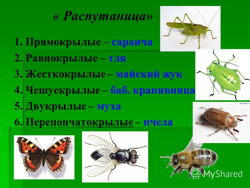 Цветок крапивница комнатная Цветок крапивница комнатная