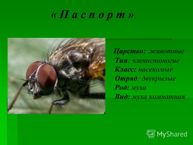 Царство Животные Презентация 5 Класс