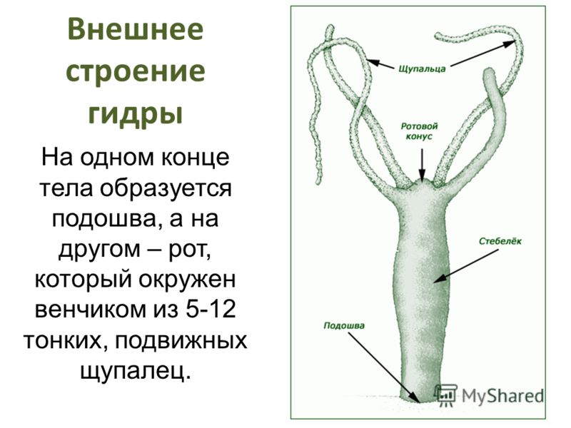 Схема внешнего строения гидры фото 155