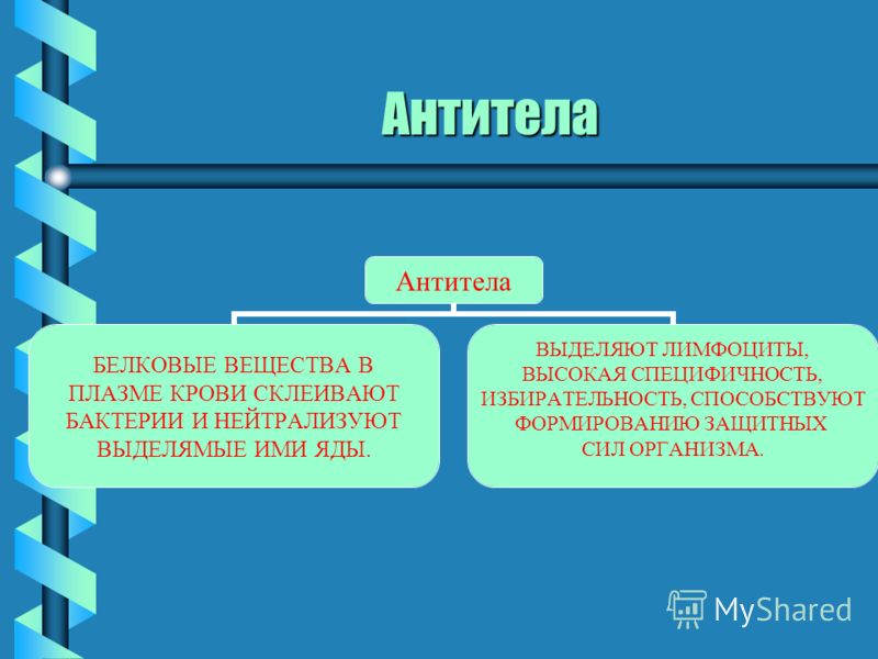Антитела