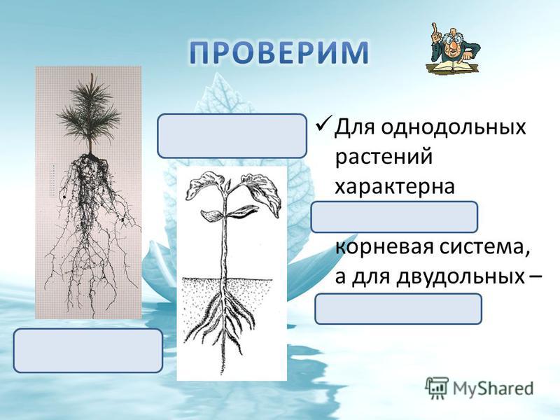 Для однодольных растений характерна мочковатая корневая система, а для двудольных – стержневая. Стержневая корневая система Мочковатая корневая система