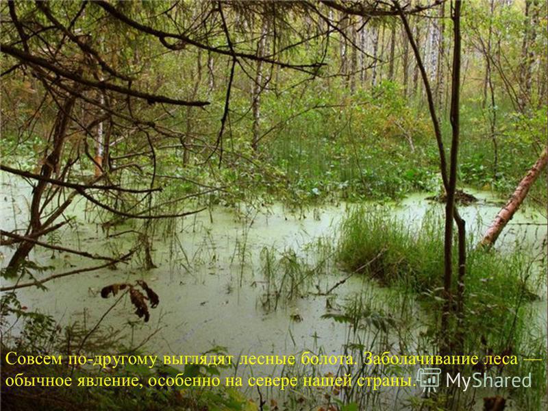 Совсем по - другому выглядят лесные болота. Заболачивание леса обычное явление, особенно на севере нашей страны.