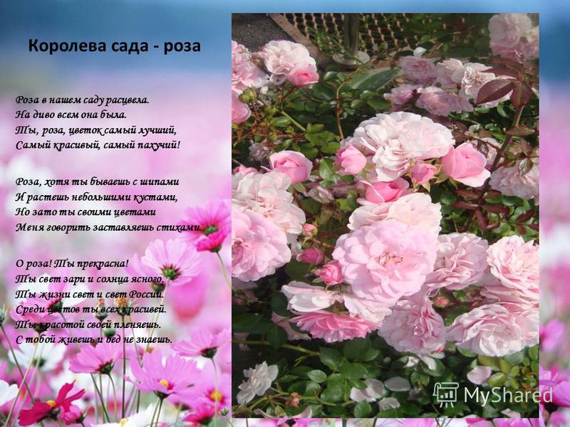 Стих о цветущей розе Стих о цветущей розе