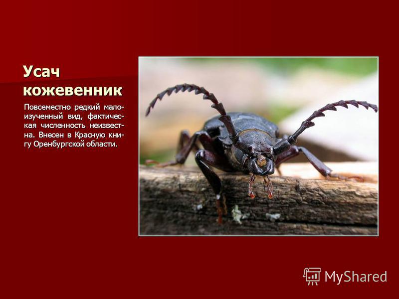 Растения Занесенные В Красную Книгу Оренбургской Области Растения Занесенные В Красную Книгу Оренбургской Области