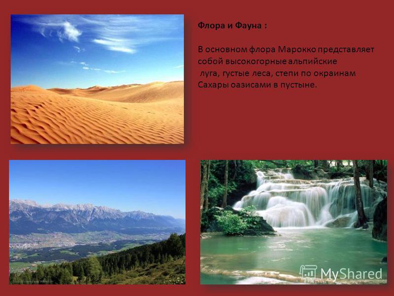 Флора и Фауна : В основном флора Марокко представляет собой высокогорные альпийские луга, густые леса, степи по окраинам Сахары оазисами в пустыне.