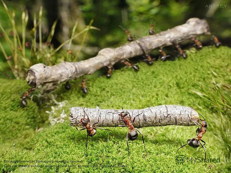 Вот муравьи тащат большую и тяжелую палочку. Они настоящие силачи - ведь палочка весит во много раз больше их самих!