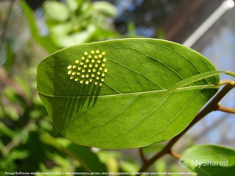 Когда бабочка-мама хочет, чтобы у нее появились детки, она откладывает на листиках растений маленькие яички.