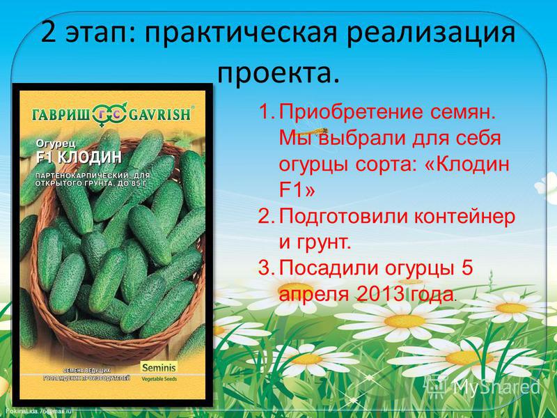 Выращивание огурца презентация 97