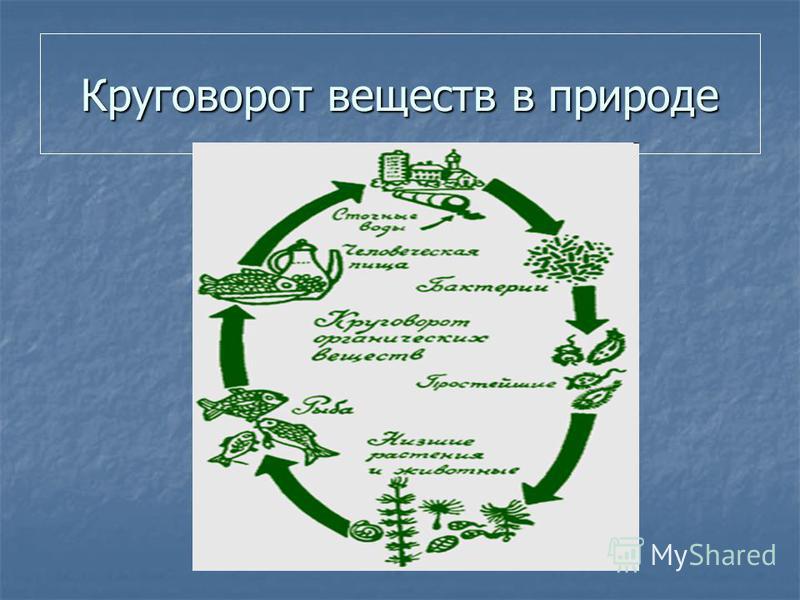 Почему растения считают начальным звеном круговорота веществ Почему растения считают начальным звеном круговорота веществ