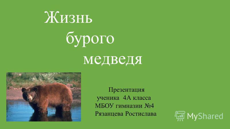 Бурый медведь проект 2 класс Презентация на тему: "Жизнь бурого медведя Презентация ученика 4 А класса МБОУ г