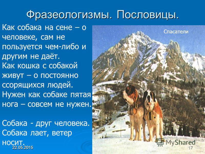 Пословица собака лает караван идет смысл Пословица собака лает караван идет смысл