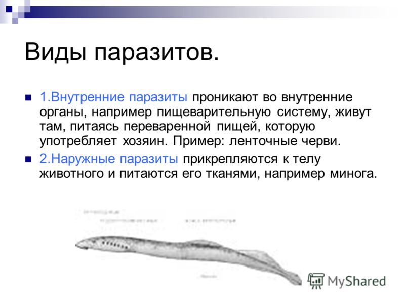 наружные паразиты человека наружные паразиты человека