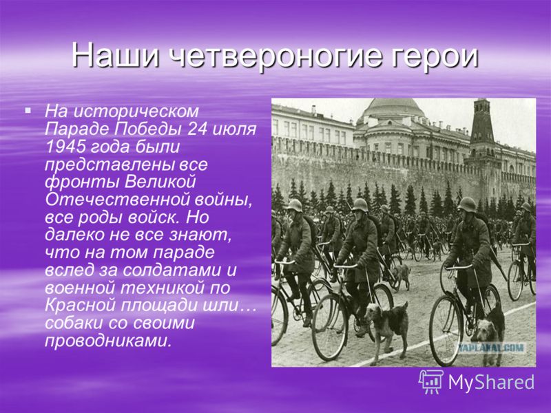 Собаки На Войне Презентация Собаки На Войне Презентация
