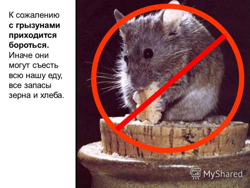 какие продукты едят для похудения какие продукты едят для похудения