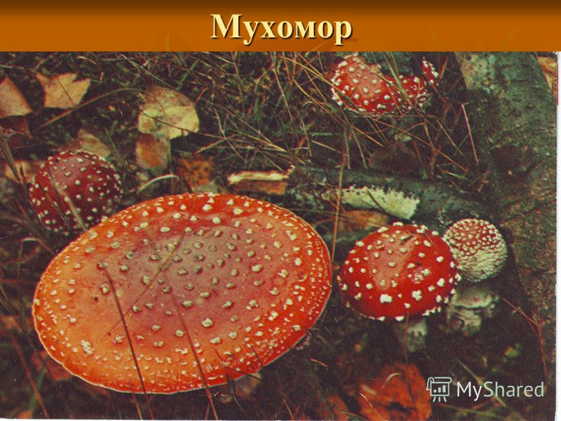 Тематическое планирование в детском саду в старшей группе