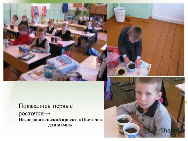 Показались первые росточки Исследовательский проект «Цветочек для мамы»