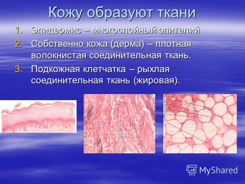 Декоративно-прикладное искусство: резьба по дереву, выжигание Все О Цветах - Тюльпан - выращивание, размножение, уход