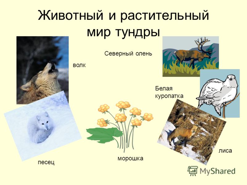 Животный и растительный мир тундры волк песец морошка лиса Белая куропатка Северный олень