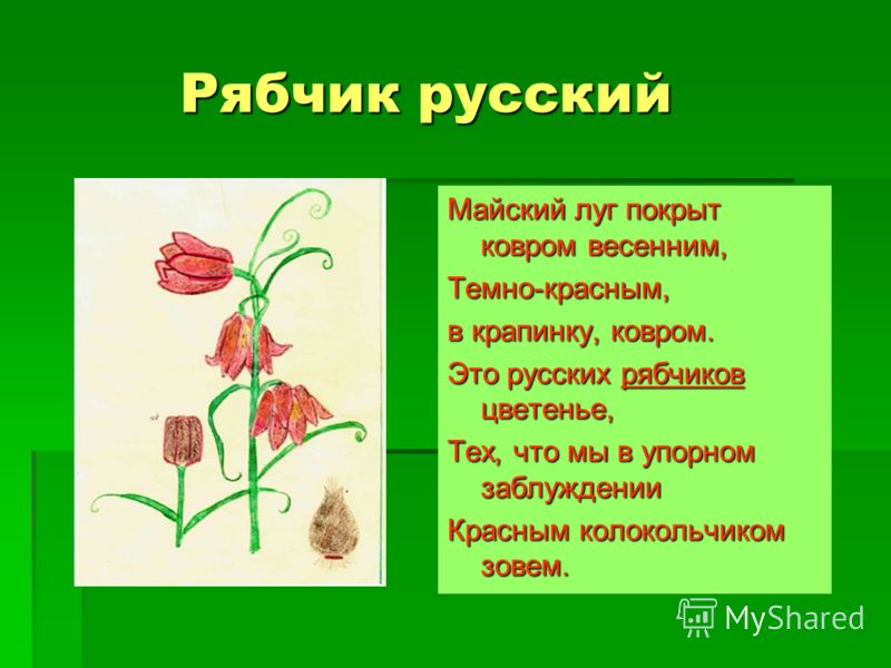 Травянистый голубой цветок Травянистый голубой цветок