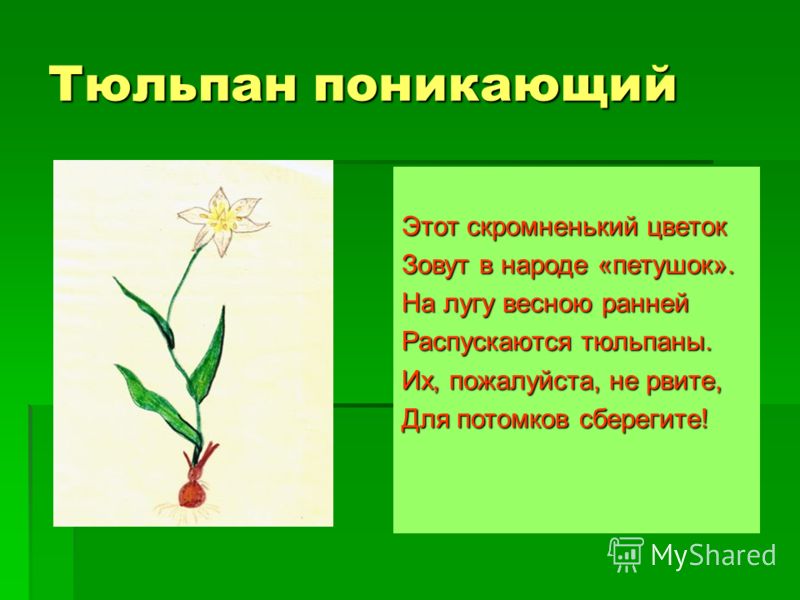 Травянистый голубой цветок Травянистый голубой цветок