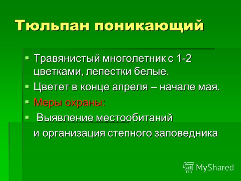 Голубой цветок цветет весной Голубой цветок цветет весной