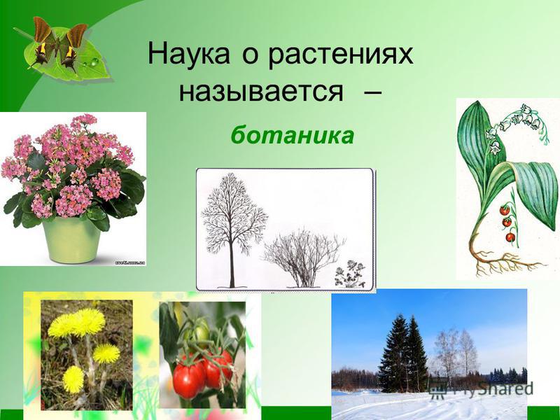 Наука о растениях называется – ботаника.
