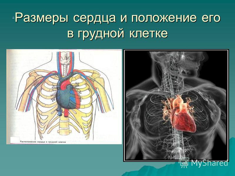 Расположение Сердца Фото Расположение Сердца Фото
