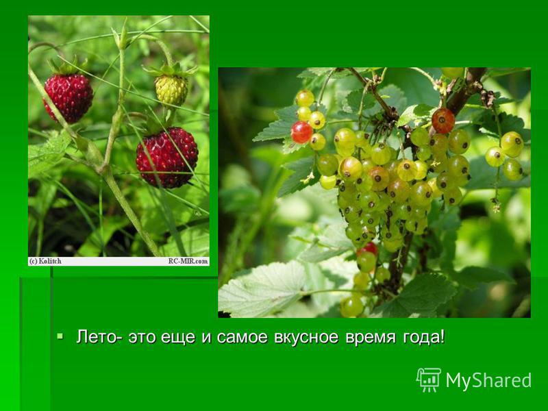Презентация На Тему Лето Скачать Бесплатно