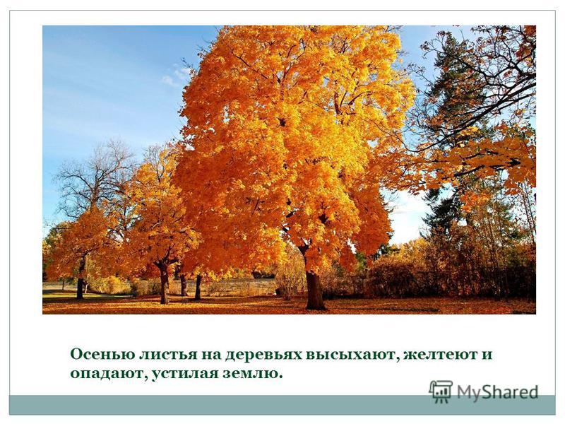 Почему листья на деревьях осенью желтеют а на комнатных растениях нет Почему листья на деревьях осенью желтеют а на комнатных растениях нет