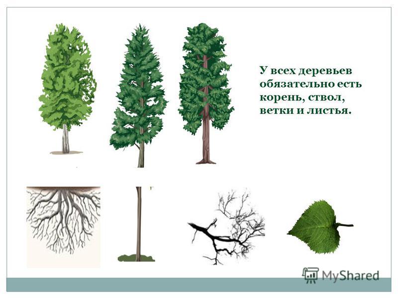 У всех деревьев обязательно есть корень, ствол, ветки и листья.