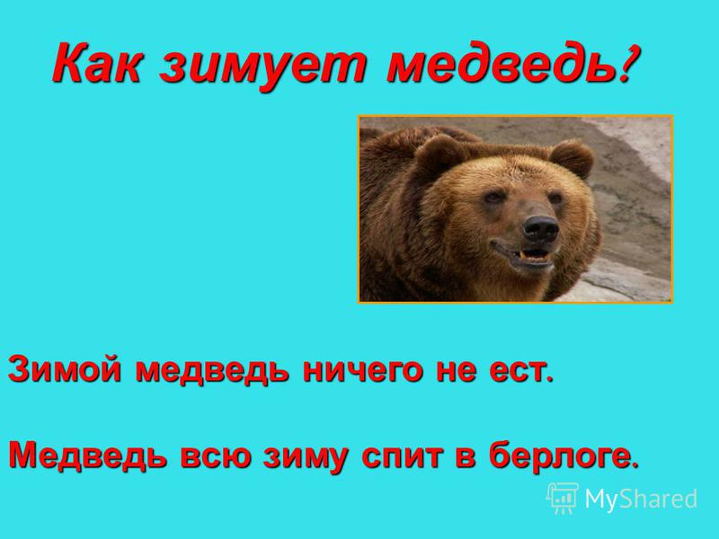 Как зимует медведь ? Зимой медведь ничего не ест. Медведь всю зиму спит в берлоге.